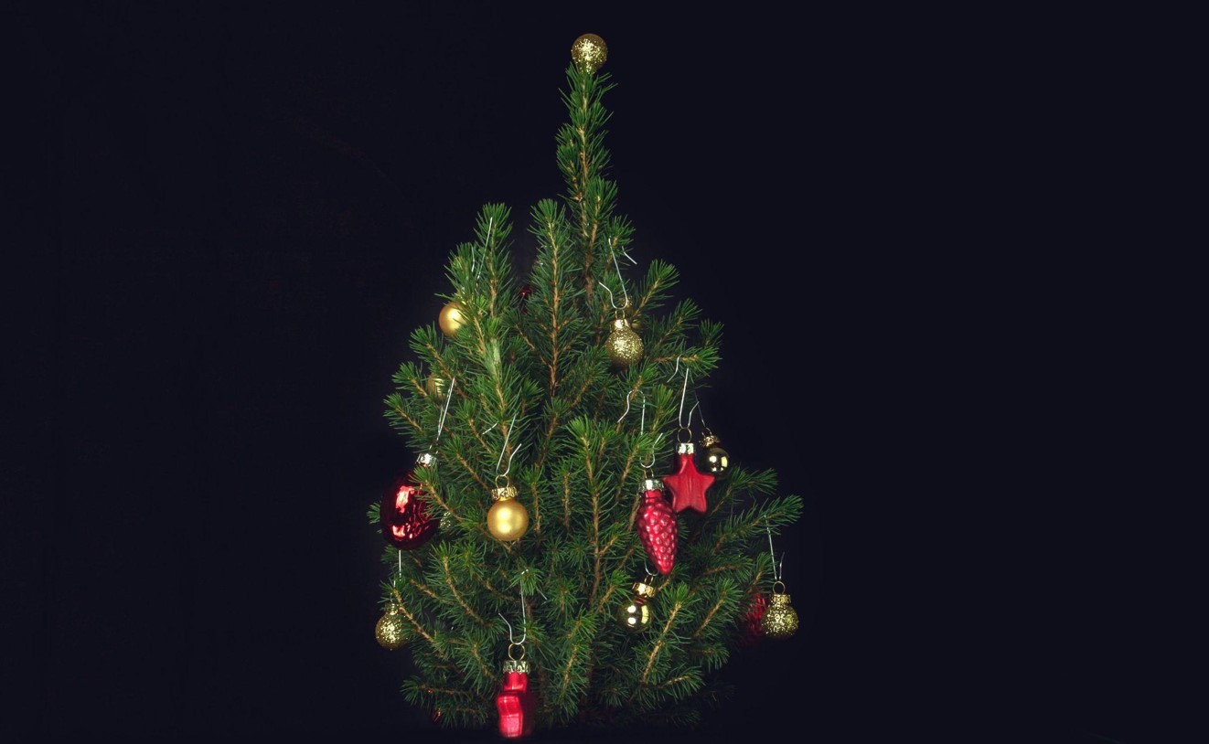 Finding the Perfect Christmas Tree for a Joyful Holiday